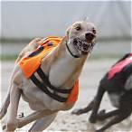 sky bet greyhounds